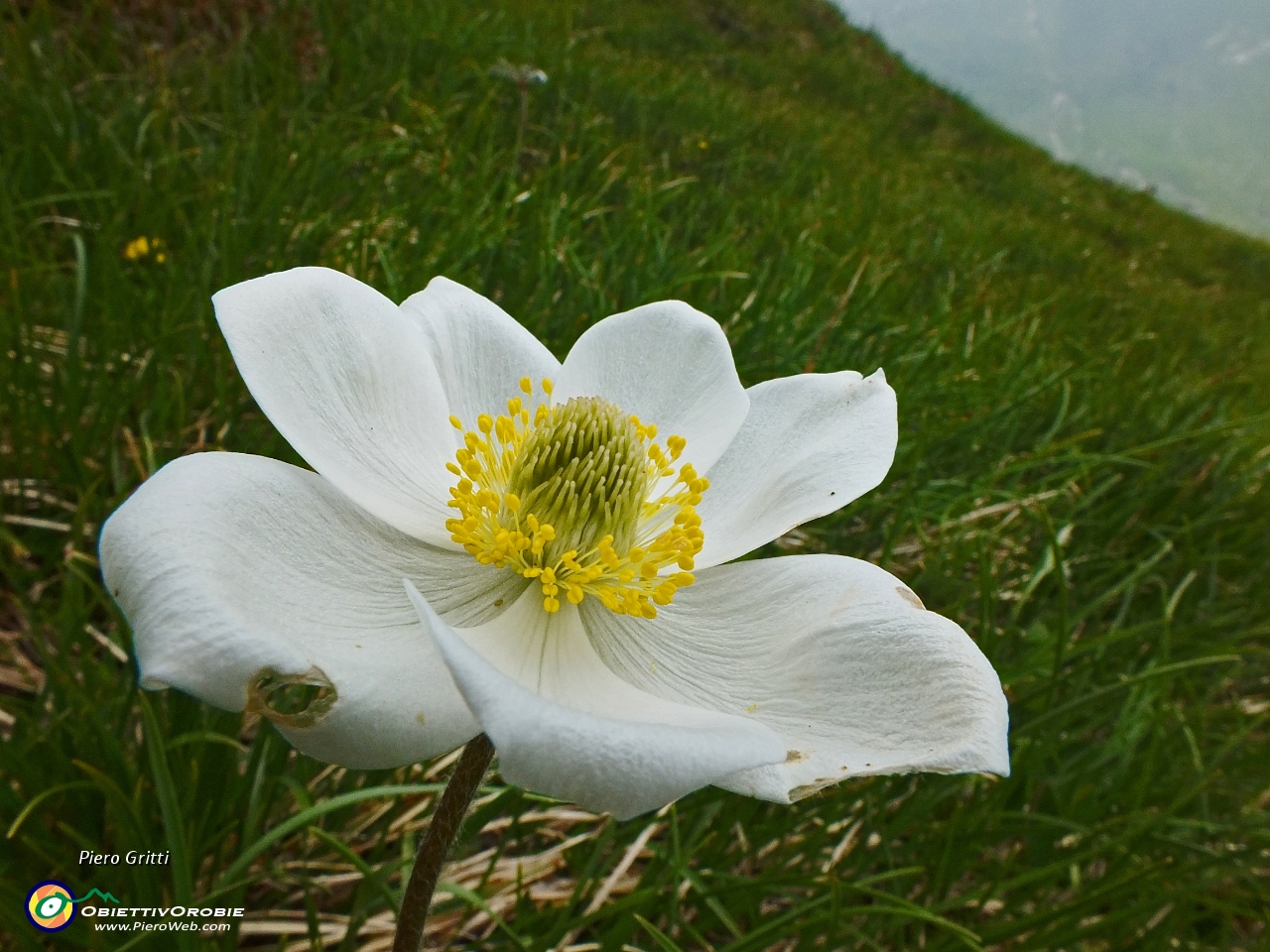 45 Pulsatilla alpina.JPG